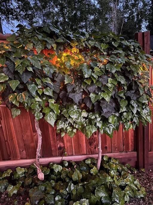 Cozy Private Home, 1 Acre Orchards Near Apple Hill Placerville Exterior foto