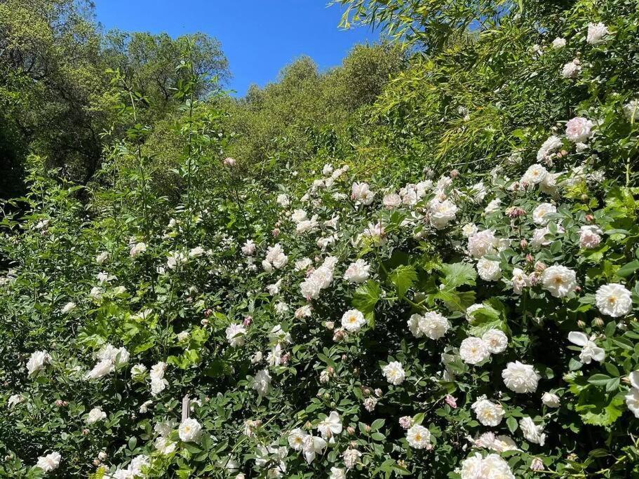 Cozy Private Home, 1 Acre Orchards Near Apple Hill Placerville Exterior foto